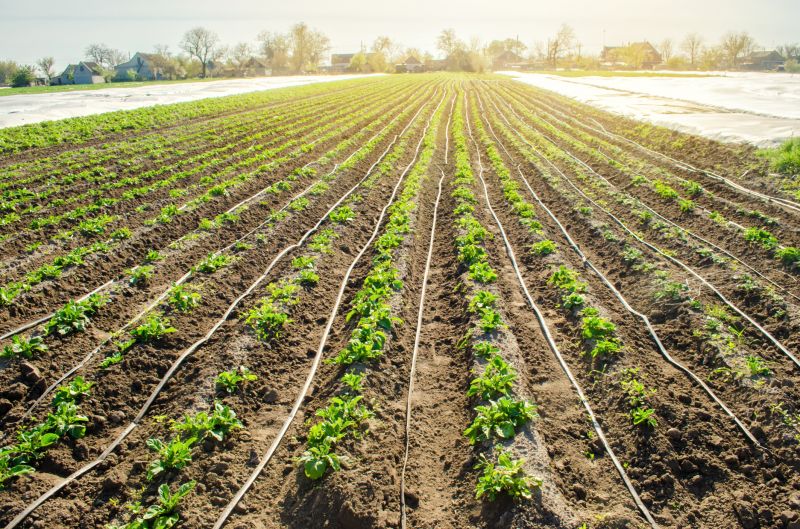 Drip Irrigation Installation